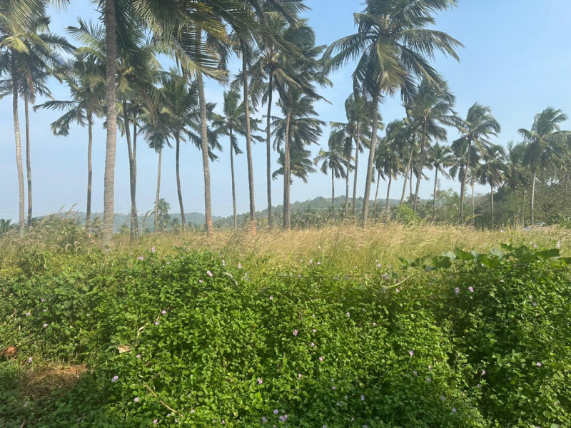  6 Acre Residential Plot for Sale in Kolazhy, Thrissur