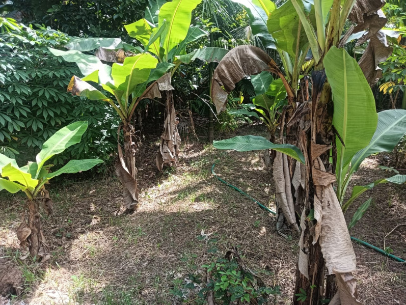  8 Cent Residential Plot for Sale in Kuttoor, Thrissur