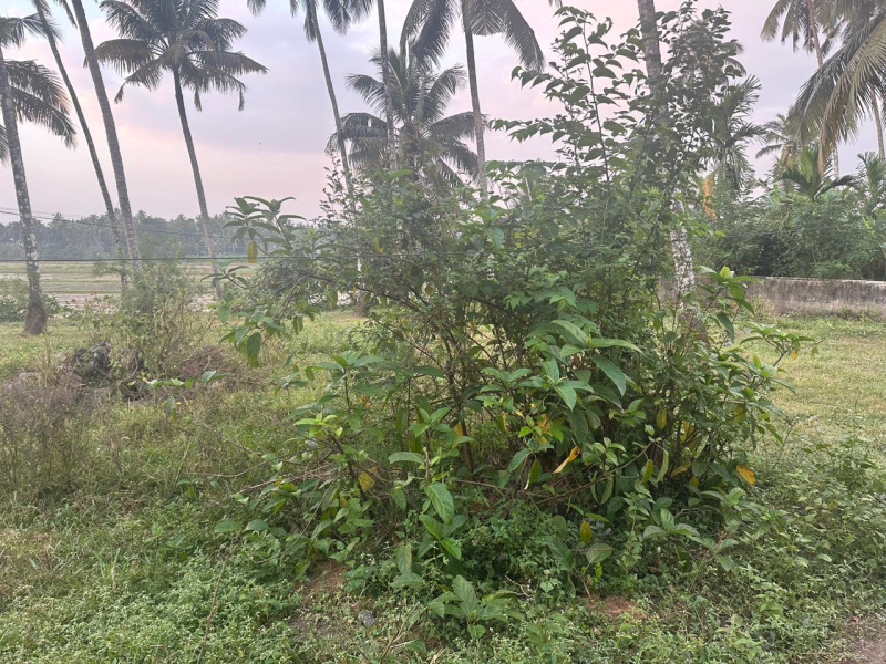  10 Cent Residential Plot for Sale in Olari, Thrissur