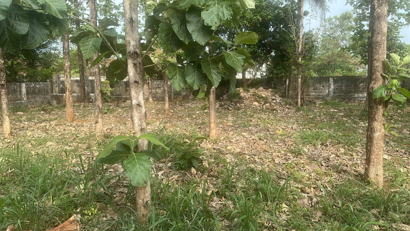  18 Cent Residential Plot for Sale in Nadathara, Thrissur
