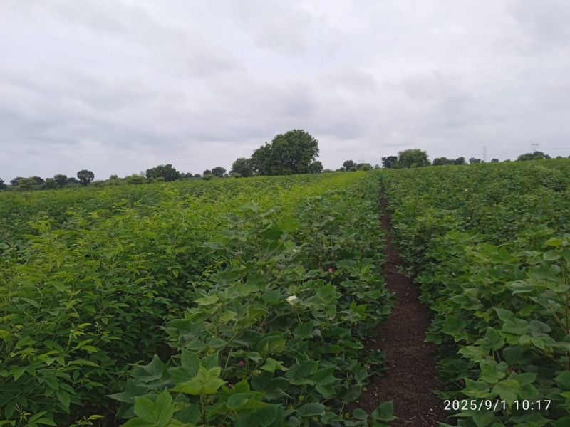  Agricultural Land 30 Acre for Sale in Raipur, Parbhani