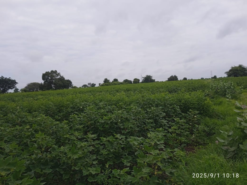  Agricultural Land 30 Acre for Sale in Raipur, Parbhani