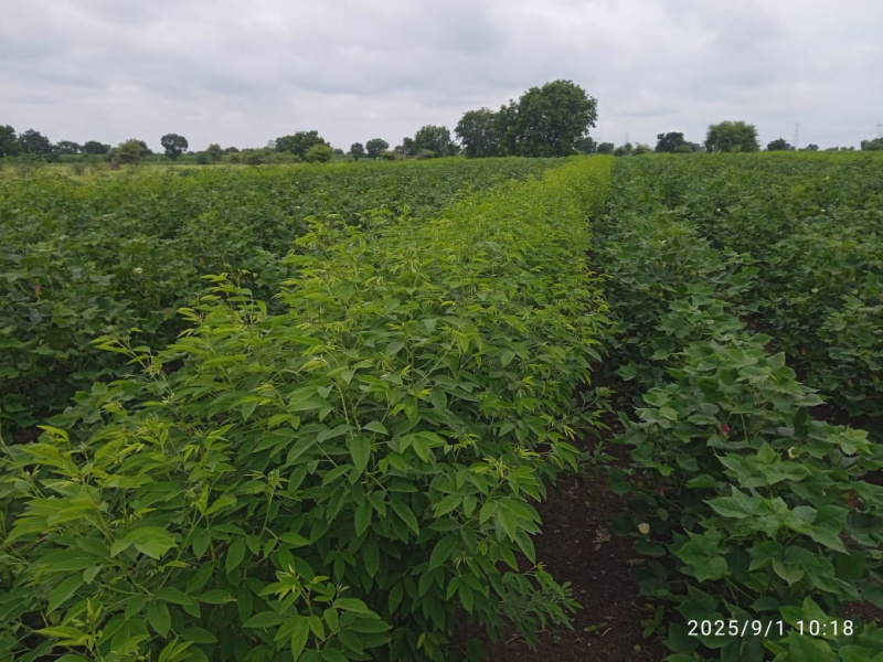  Agricultural Land 30 Acre for Sale in Raipur, Parbhani