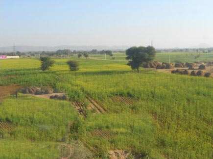 Agricultural Land 20 Acre for Sale in