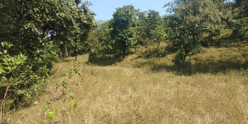 Agricultural Land 1 Acre for Sale in Alibag, Raigad