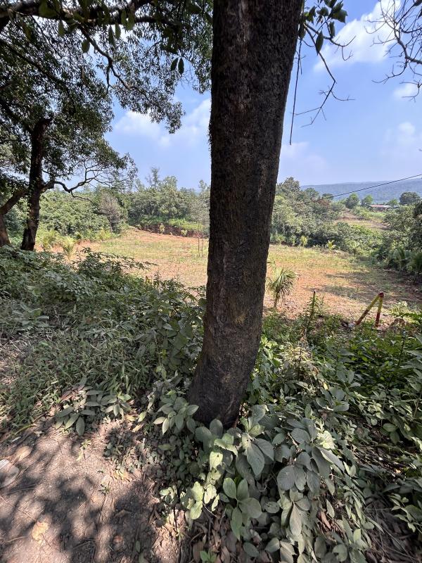  Agricultural Land 30 Guntha for Sale in Gaganbawada, Kolhapur