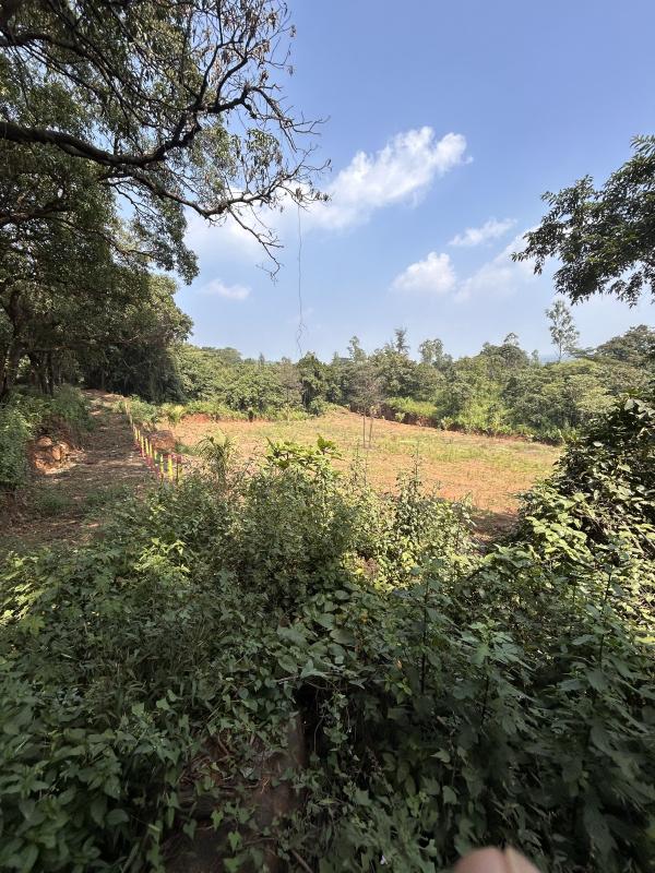  Agricultural Land 30 Guntha for Sale in Gaganbawada, Kolhapur