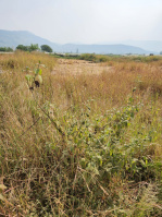  Agricultural Land for Sale in Kamshet, Pune