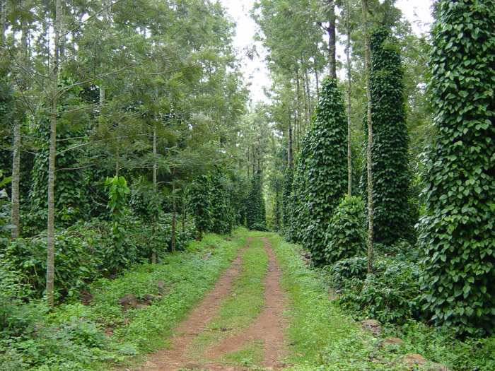 Agricultural Land 1 Ares for Sale in Sakleshpur, Hassan