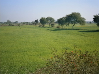  Agricultural Land for Sale in Mundra Road, Bhuj