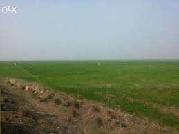 Agricultural Land 50 Acre for Sale in Fatehganj Pashchimi, Bareilly