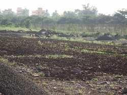  Agricultural Land for Sale in Anoop Nagar, Indore
