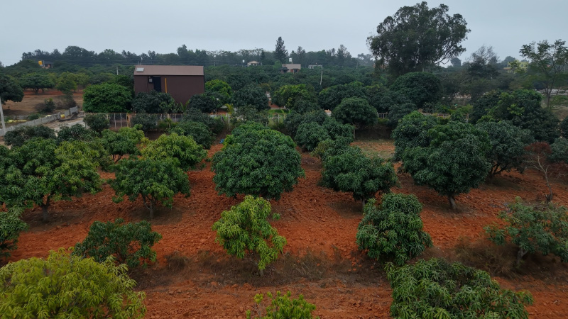 Denkanikottai, Krishnagiri photo 5
