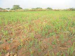  Agricultural Land for Sale in Tiruchuli, Virudhunagar