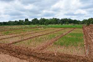  Agricultural Land for Sale in National Highway-2, Vrindavan