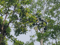  Agricultural Land for Sale in Thandikudi, Kodaikanal