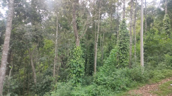  Agricultural Land for Sale in Kodaikanal Ghat Road