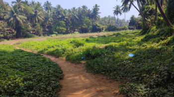  Commercial Land for Sale in Morjim, Goa