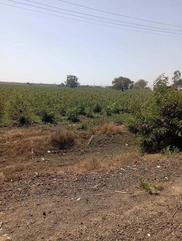  Industrial Land 500000 Sq.ft. for Sale in Karjan, Vadodara