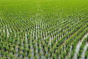  Agricultural Land for Sale in Vadalur, Cuddalore