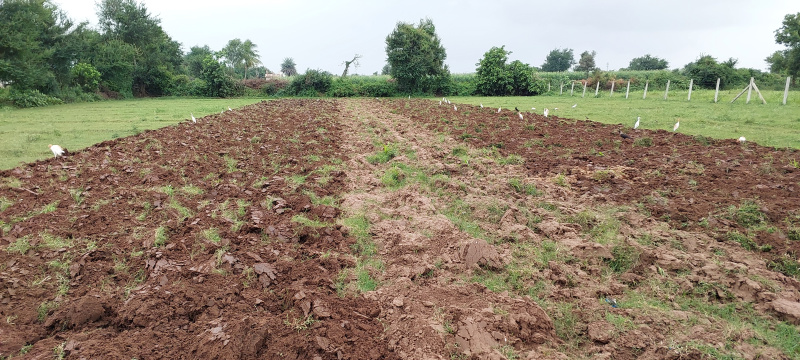  Agricultural Land 45000 Sq.ft. for Sale in Rajupura, Anand