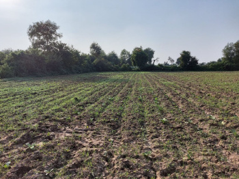  Agricultural Land for Sale in Rajupura, Anand