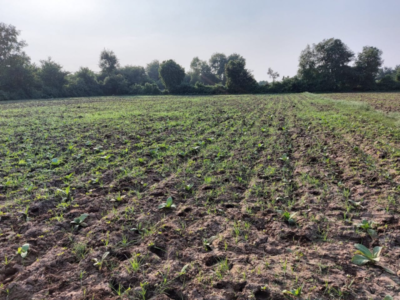  Agricultural Land 10000 Sq.ft. for Sale in Rajupura, Anand