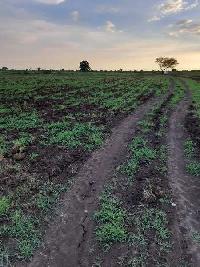  Agricultural Land for Sale in Jambusar, Bharuch