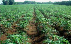 Agricultural Land 50 Ares for Sale in Thiruverumbur, Tiruchirappalli