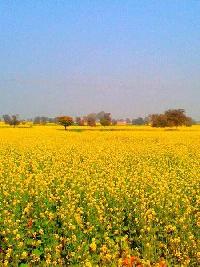  Agricultural Land for Sale in Sonipat Road, Bahadurgarh