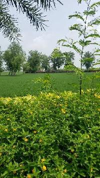  Agricultural Land for Sale in 3 km from NH1 JALANDHAR, Jalandhar, Jalandhar