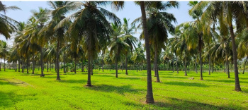  Agricultural Land for Sale in Velur, Namakkal