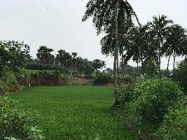  Agricultural Land for Sale in Puliyankudi, Tirunelveli