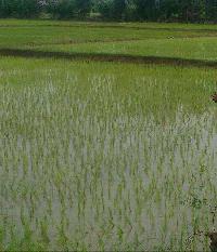  Agricultural Land for Sale in Tenkasi, Tirunelveli