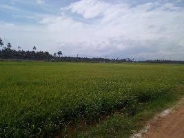  Agricultural Land for Sale in Achampudur, Tirunelveli