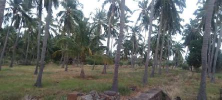  Agricultural Land for Sale in Tirunelveli, Tirunelveli