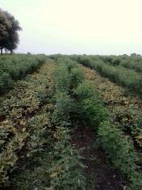  Agricultural Land for Sale in Aurad, Bidar