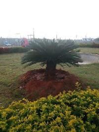  Residential Plot for Sale in Sarjapur Road, Bangalore