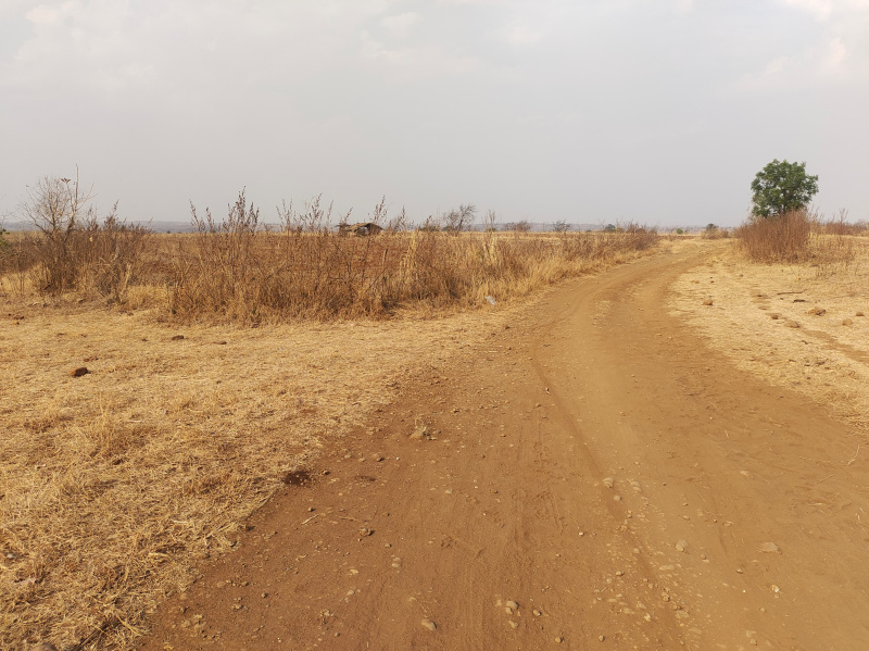  40 Acre Agricultural/Farm Land for Sale in Multai, Betul