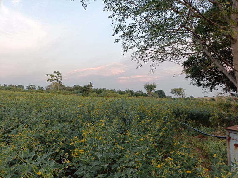  56 Acre Residential Plot for Sale in Bichhua, Chhindwara