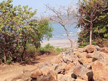  Agricultural Land for Sale in Dapoli, Ratnagiri