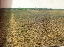  Agricultural Land for Sale in Limbdi, Surendranagar