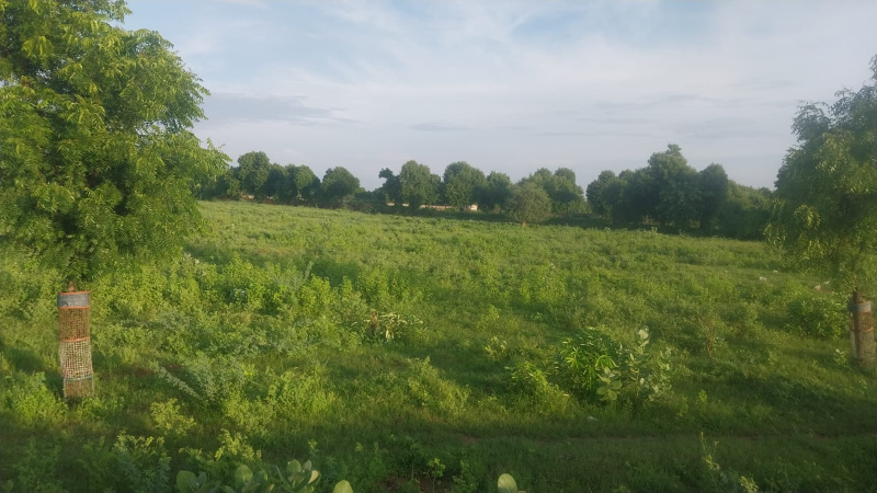 1 BHK Farm House 365265 Bigha for Sale in Sindrath, Sirohi