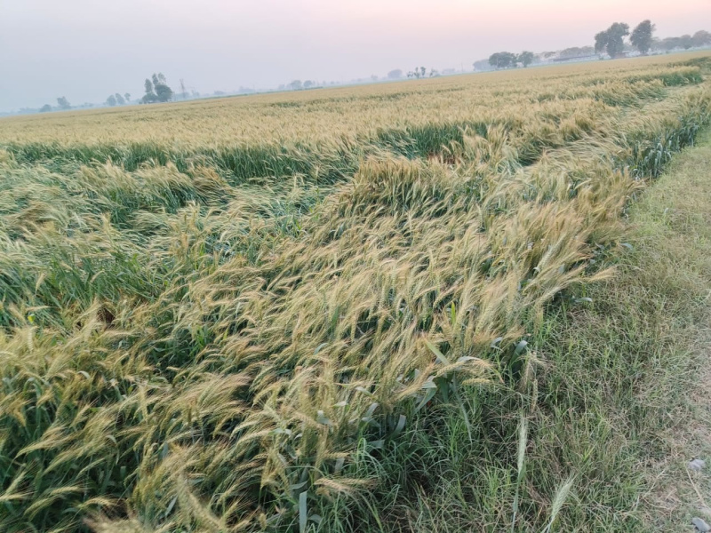  Industrial Land 20 Acre for Sale in Doraha, Ludhiana