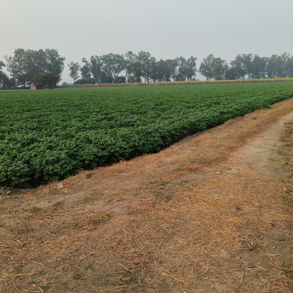  1 Acre Agricultural/Farm Land for Sale in Doraha, Ludhiana