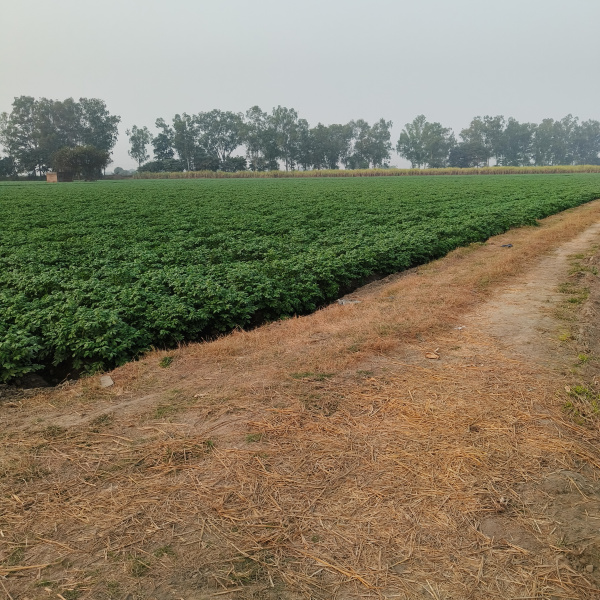  1 Acre Agricultural/Farm Land for Sale in Doraha, Ludhiana