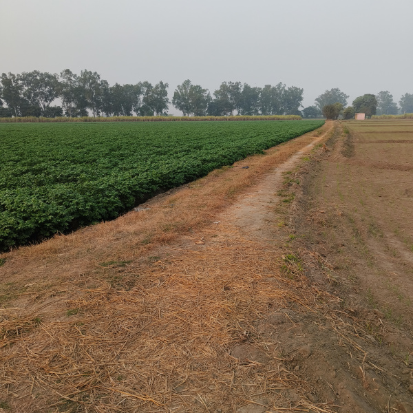  1 Acre Agricultural/Farm Land for Sale in Doraha, Ludhiana