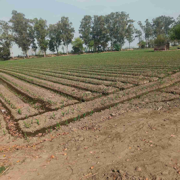  12 Acre Agricultural/Farm Land for Sale in Jagraon, Ludhiana