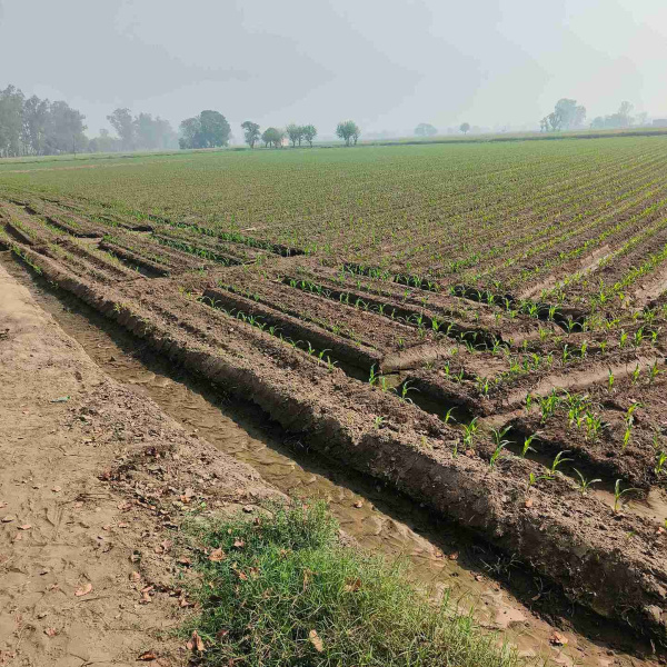  12 Acre Agricultural/Farm Land for Sale in Jagraon, Ludhiana