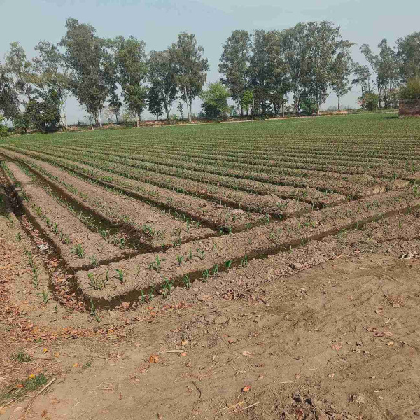  12 Acre Agricultural/Farm Land for Sale in Jagraon, Ludhiana